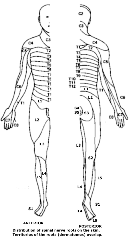 Tibial Nerve Dermatome. numbered from top to