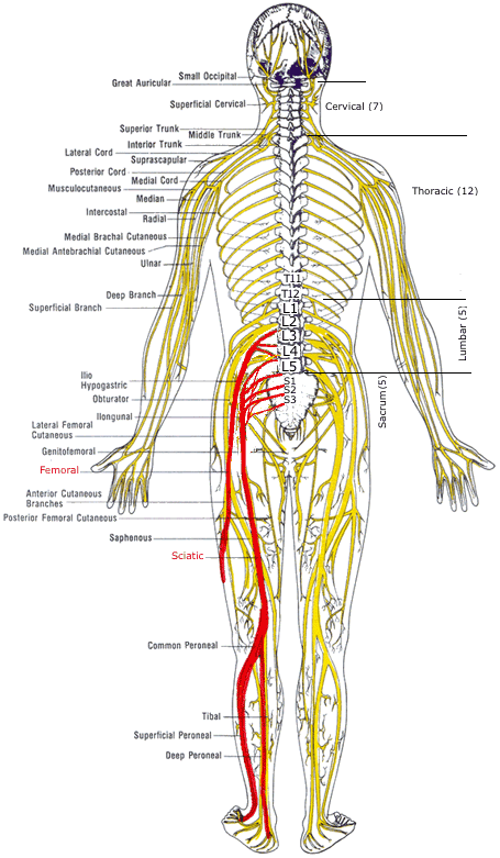nerve-pain-l4-l5-nerve-pain-symptoms