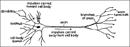 NeuroAnatomy