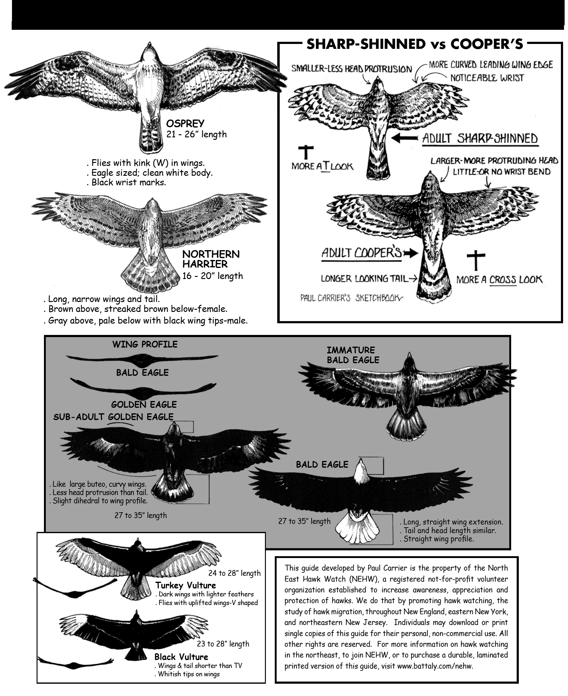 Sharp-shinned Hawk Fact Sheet – HawkWatch International