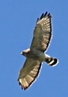 broad wing hawk