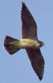 Paregrine Falcon
