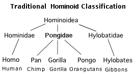 Gorilla Classification Chart