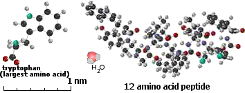 amino acid, peptide, molecule size